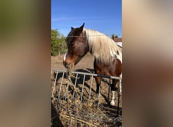 Pintos, Merrie, 13 Jaar, Gevlekt-paard