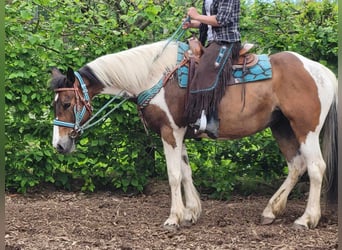 Pintos, Merrie, 14 Jaar, 153 cm, Gevlekt-paard