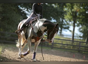 Pintos, Merrie, 14 Jaar, 155 cm, Gevlekt-paard