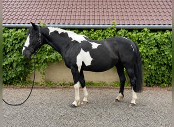 Pintos Mix, Merrie, 15 Jaar, 153 cm, Gevlekt-paard