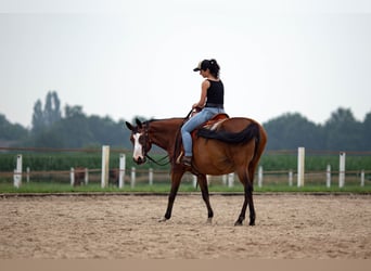 Pintos, Merrie, 15 Jaar, 155 cm, Bruin