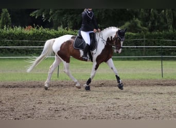 Pintos, Merrie, 15 Jaar, 160 cm, Gevlekt-paard