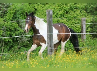 Pintos, Merrie, 15 Jaar, 165 cm, Gevlekt-paard