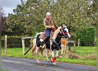 Pintos, Merrie, 16 Jaar, 148 cm, Gevlekt-paard