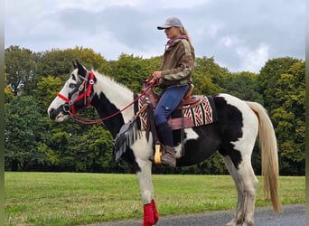 Pintos, Stute, 16 Jahre, 148 cm, Schecke