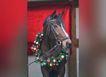 Pintos, Merrie, 16 Jaar, 165 cm, Gevlekt-paard