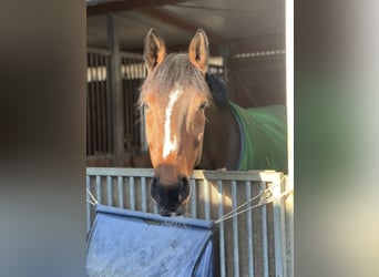 Pintos, Merrie, 16 Jaar, 165 cm, Gevlekt-paard