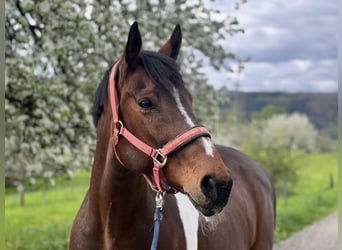 Pintos, Merrie, 16 Jaar, 165 cm, Gevlekt-paard