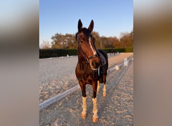 Pintos, Merrie, 16 Jaar, 165 cm, Gevlekt-paard