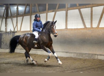 Pintos, Merrie, 16 Jaar, 165 cm, Gevlekt-paard