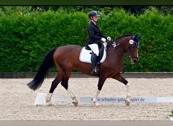 Pintos, Merrie, 16 Jaar, 165 cm, Gevlekt-paard