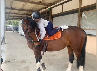 Pintos, Merrie, 16 Jaar, 165 cm, Gevlekt-paard