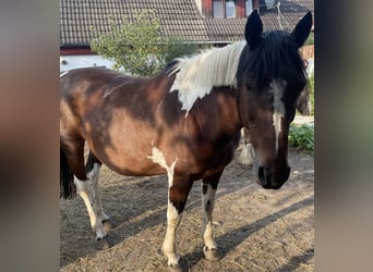 Pintos, Merrie, 18 Jaar, 150 cm, Gevlekt-paard