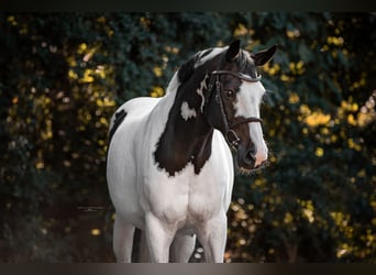 Pintos, Merrie, 18 Jaar, 158 cm, Gevlekt-paard