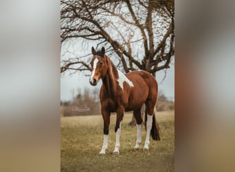 Pintos, Merrie, 18 Jaar, 168 cm, Gevlekt-paard