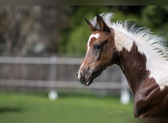 Pintos, Merrie, 1 Jaar, 155 cm, Gevlekt-paard