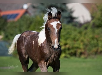 Pintos, Merrie, 1 Jaar, 155 cm, Gevlekt-paard