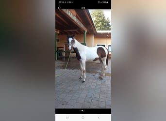 Pintos, Merrie, 1 Jaar, 157 cm, Gevlekt-paard