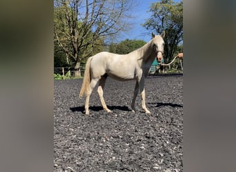 Pintos, Merrie, 1 Jaar, 158 cm, Palomino