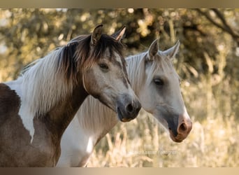 Pintos, Merrie, 1 Jaar, 158 cm, Palomino