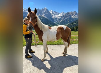 Pintos, Merrie, 1 Jaar, 160 cm, Gevlekt-paard