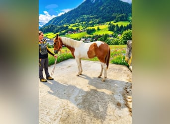 Pintos, Merrie, 1 Jaar, 160 cm, Gevlekt-paard
