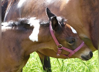 Pintos, Merrie, 1 Jaar, 165 cm, Tobiano-alle-kleuren