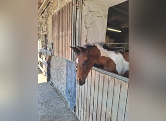 Pintos, Merrie, 1 Jaar, 165 cm, Tobiano-alle-kleuren