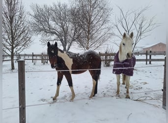 Pintos, Merrie, 1 Jaar, 165 cm, Tobiano-alle-kleuren