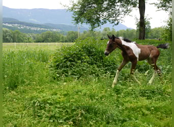Pintos, Merrie, 1 Jaar, 165 cm, Tobiano-alle-kleuren