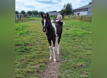 Pintos, Merrie, 1 Jaar, Tobiano-alle-kleuren