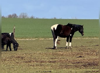 Pintos Mix, Merrie, 20 Jaar, 160 cm, Gevlekt-paard