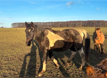 Pintos Mix, Merrie, 20 Jaar, 160 cm, Gevlekt-paard