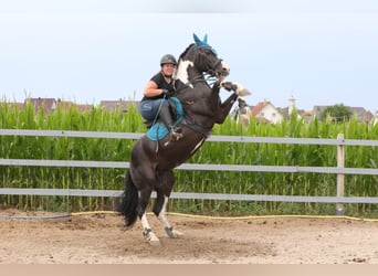 Pintos Mix, Merrie, 2 Jaar, 142 cm, Gevlekt-paard