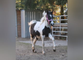 Pintos Mix, Merrie, 2 Jaar, 150 cm, Gevlekt-paard