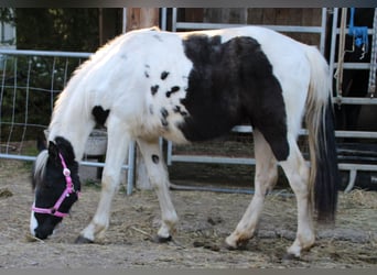 Pintos Mix, Merrie, 2 Jaar, 150 cm, Gevlekt-paard