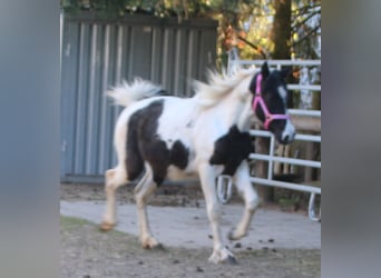 Pintos Mix, Merrie, 2 Jaar, 150 cm, Gevlekt-paard