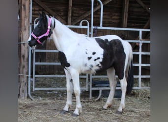 Pintos Mix, Merrie, 2 Jaar, 150 cm, Gevlekt-paard