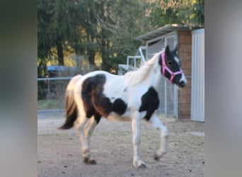 Pintos Mix, Merrie, 2 Jaar, 150 cm, Gevlekt-paard