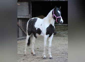 Pintos Mix, Merrie, 2 Jaar, 150 cm, Gevlekt-paard