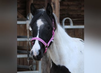 Pintos Mix, Merrie, 2 Jaar, 150 cm, Gevlekt-paard