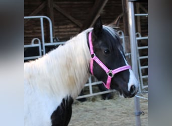 Pintos Mix, Merrie, 2 Jaar, 150 cm, Gevlekt-paard