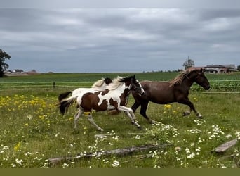 Pintos Mix, Merrie, 2 Jaar, 160 cm, Gevlekt-paard