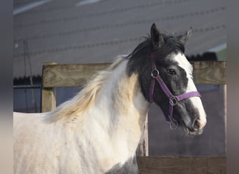 Pintos, Merrie, 3 Jaar, 144 cm, Gevlekt-paard