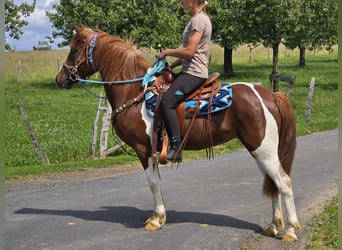 Pintos, Merrie, 3 Jaar, 145 cm, Gevlekt-paard