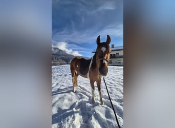Pintos Mix, Merrie, 3 Jaar, 145 cm, Gevlekt-paard