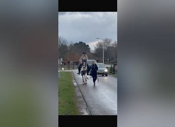 Pintos, Merrie, 3 Jaar, 148 cm, Gevlekt-paard