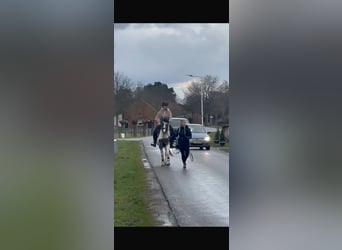 Pintos, Merrie, 3 Jaar, 148 cm, Gevlekt-paard