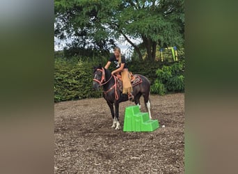 Pintos, Merrie, 3 Jaar, 148 cm, Gevlekt-paard