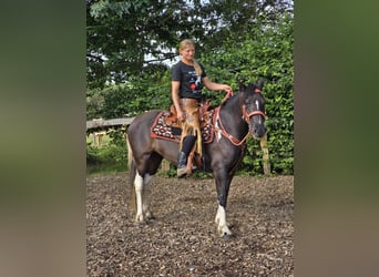 Pintos, Merrie, 3 Jaar, 148 cm, Gevlekt-paard